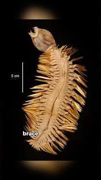 You Won’t Believe This Terrifying ‘Armored Worm’ Lurks Under Antarctic Ice! #animals #sealife #facts