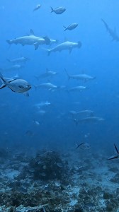 4.8K views · 440 reactions | Vision taken today at Fish Rock, SWR....