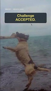 Springer Spaniel, HUGE Confidence 🌊🐶 Macey vs. the Waves