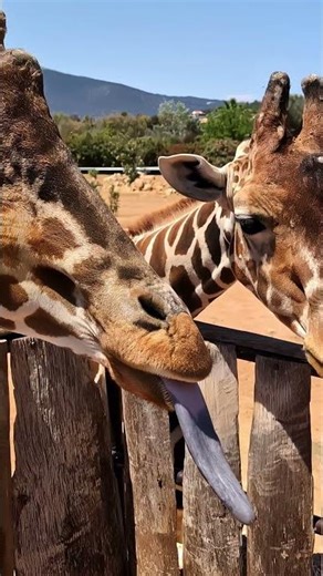 Did you know a Giraffe’s tongue is that long?! #shorts