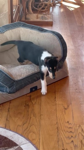 Penny was just having a little cry 😢 in her bed. She’s such a sweet girl. | Sandy Ridge Smooth & RoughCollies