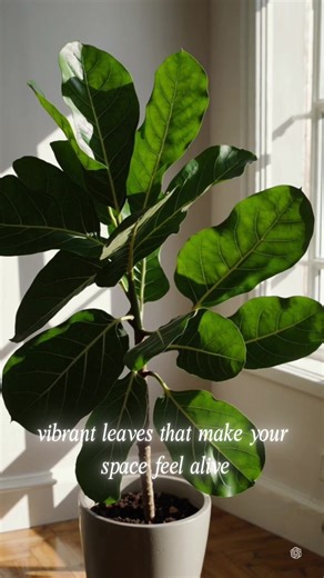 Essential Care Tips for Thriving Fiddle Leaf Fig