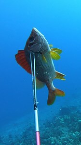 Hand Spear Hunting Hawaii | Ryan Myers Spearfishing