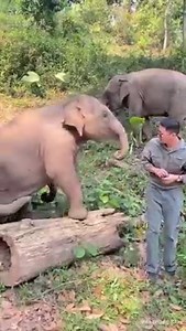 😝 In Yunan Province, a young elephant is goofing around with a zookeeper. #elephant #China 📷1110305974 | iChongqing