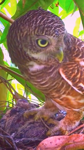 15 reactions | Owl Attacks And Grabs Out Baby Birds In Nest! - Bird Killing Other Bird's Baby, Steals Chicks | Review Birds News | Facebook