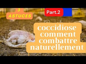 Comment combattre la coccidiose naturellement partie 2 tutoriel