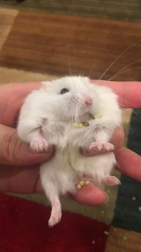 Hamster Cheeks Spill Pockets of Pellets || ViralHog