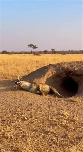 The porcupine skillfully dodged the attack.#attack