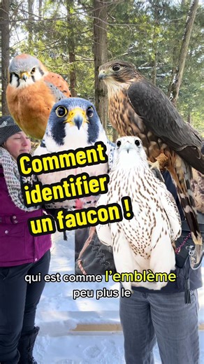Très peu de gens connaissent le mot « buse ». On utilise souvent à tort le mot « aigle » ou « faucon » alors que nous sommes entourés de magnifiques buses comme la buse à queue rousse ! En avez-vous près de chez vous ? #fauconoubuse #buse #hawk #falcon #buseaqueuerousse @Chouette à voir!