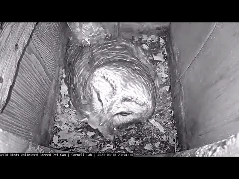 Midnight Mouse Delivery Swallowed Whole By Female Barred Owl – March 19, 2021
