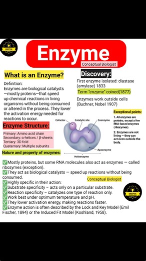 Enzyme Notes | Conceptual Biologist
