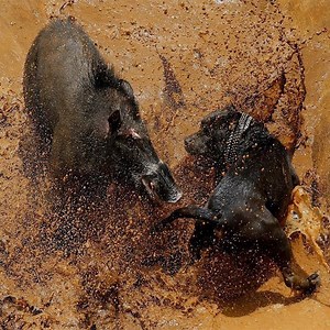 1.2M views · 1.7K shares | Dog Herd Hunting The Boar In The Jungle,...