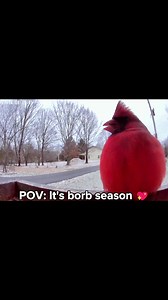 It's borb season! #birdcaptures #instabirds #birdwatching #ugc #dailybird #yourbestbirds #backyard #backyardbirds #backyardbirding #backyardbirdwatching #cardinal #northerncardinal | Birdfy by Netvue
