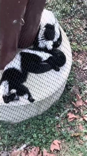 Lemur In Its Natural Habitat