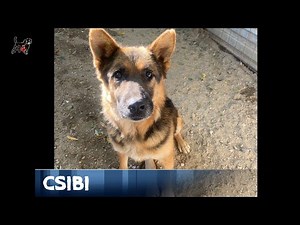 Mentor4Dogs- CSIBI