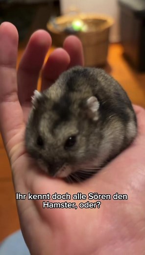 Caring for Your Pet Hamster: A Complete Guide