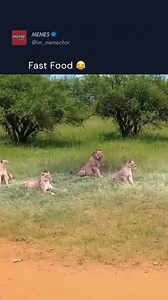 the fastest food ever...😂 | Meme Sarcasm Comedy