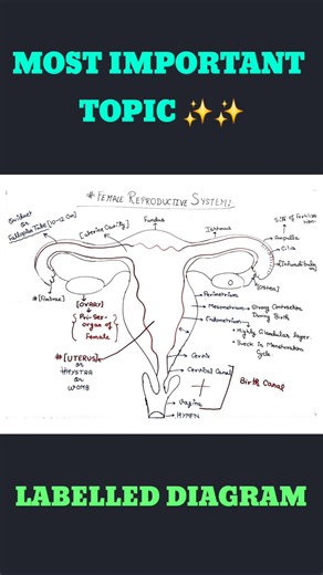 Female Reproductive System l Board 2026 l Neet exam 2026 l Vvi mcq biology l #shorts #viral #pyq