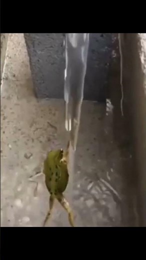 Dancing frog in the shower