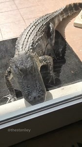 13M views · 460K reactions | Essaye de ne pas rire - compilation de vidéos drôles  #videodrole #funnyvideo | Thestanlley | Facebook