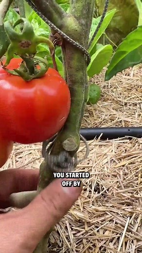 .The 3 trellis systems I use for my #garden #tomatoes | Jacquesinthe garden