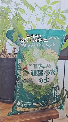 プロトリーフ「室内向け・観葉多肉の土」🌱ポイント3つ① 虫・カビが出にくい② 水やりタイミングが一目でわかる③ 根腐れしにくい #観葉植物 #植え替え #土 #プロトリーフ