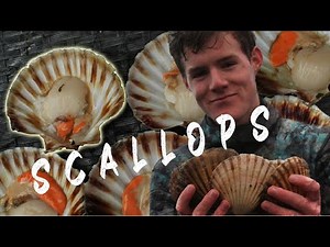 Scallops Catch & Cook NZ