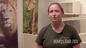 137K views · 743 shares | CALF CARE VIDEO: Supplemental feedings for...