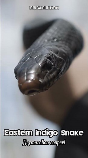 🐍 SUPER SLOW MOTION 🐍: Eastern Indigo Snake (Drymarchon couperi) 🐍 #snakes #wildlife #slowmotion