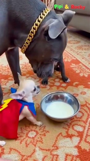 I Can’t Believe Pipi Dared to Do THIS…|Chihuahua videos | Dog Videos😳🐶 #FunnyDogs #DogShorts