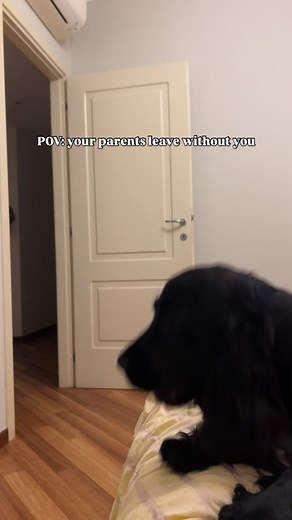 😱🐶 #cockerspanielitalia #blackcocker #dogathome #cockerspanielcuties #cockerspanielpuppies #cockerspanielmoments #suchagooddog #babycocker | Stefania Salvi