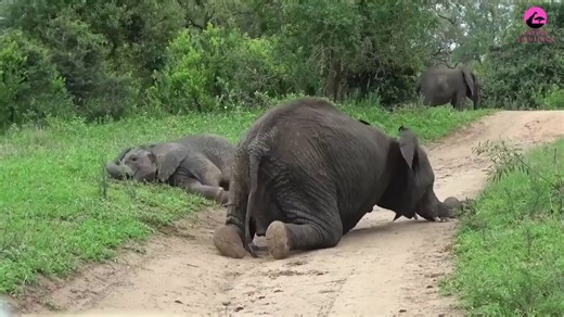 Yes, elephants can actually get drunk, and the way they act is hilarious. After eating fermented marula fruit (which can have alcohol levels similar to beer), these usually calm giants end up tipsy