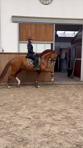 Freak of nature this 7yr old stallion by Dream Boy🔥🔥🔥 Dream Up is his name, Dream Boy x Uphill #dressage #equine #horses #horse #horseriding | Quality Horses