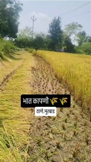 73K views · 1.9K reactions | #farming #farm #farmers #farmlife #poultry #poltryfarm #poultryfarming #adnyaagrofarm #adnyaagrofarm2 #bhatkanti #bhat #sheti #shetivadi‍✌️ #shetkari #newstart #trending #trend #trendingreels #maharatra #murbad | आज्ञा ऍग्रो फार्म | Facebook
