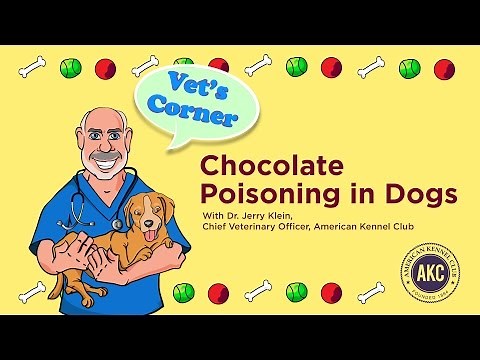 Chocolate Poisoning | Vet's Corner with Dr. Jerry Klein
