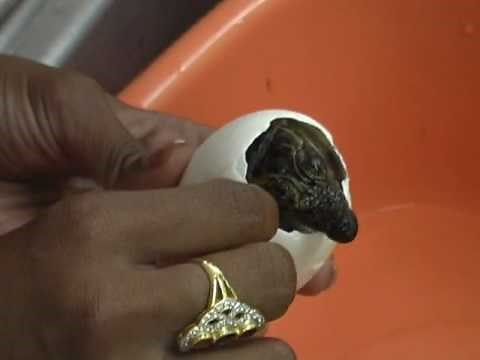 2009 Naissance d'un crocodile - Birth of a baby crocodile