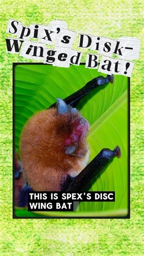 Bat # 24 - Spix’s Disk-Winged Bat! 🦇 #bats #nature #batfacts #wildlife