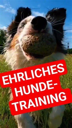 ‼️HOW TO TRAIN YOUR DOG PROPERLY💥🐶 #dog #dogtraining