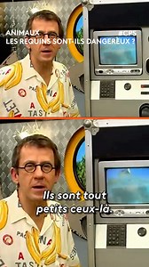 Les requins sont trop mignons ! 🥰 | C'est pas sorcier