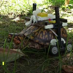 516K views · 4.3K reactions | Here’s a turtle-y amazing story for you  Wheely well done The Maryland Zoo in Baltimore 珞 | LEGO | Facebook
