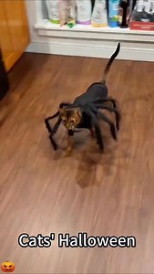 Happy Halloween everyone! Time for a little fun. Via @comedymasti3333 | Anonymous Works