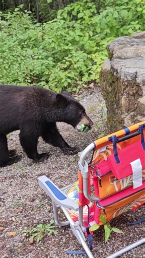 Bear intrusion in Glacier NP #nature #wildlife