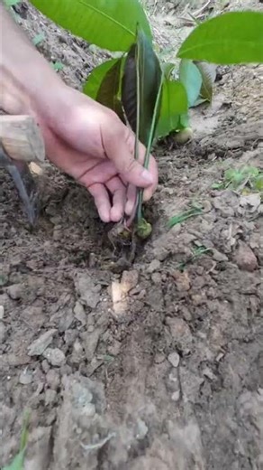 planting mango trees from the fruit. #shorts