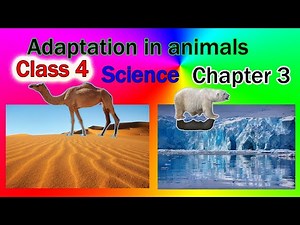 Adaptation in Animals Video Lecture | Crash Course for Class 4 (Hinglish)