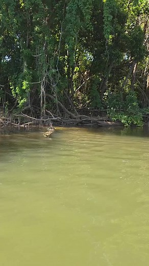 5.7K views · 808 reactions | Crocs are incredible scavengers, with an...