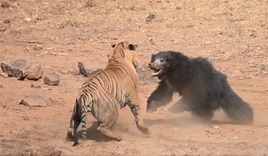 Video: Sloth Bear Exchanges Blows with Ferocious Tiger in an Epic Battle | OutdoorHub