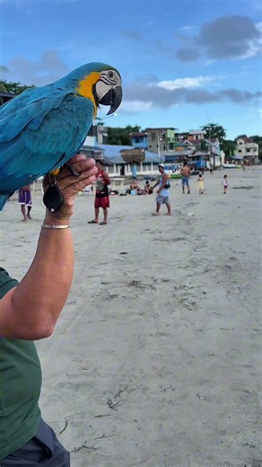 Sa dagat naman #capcut #barakofreeflyers #kakisleg #freeflight #handfeeding #macaw #parrot #bng