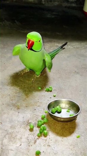 very angry 😡 parrot 🦜 #parrot #funny