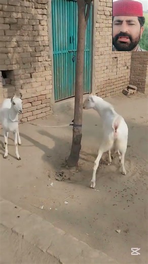 Tiny First Timer Goat 😱🐐#tiny #goat #village #fyp