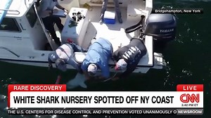 Juvenile Shark Tagging Reveals New Insights into Movements-CNN Newsroom-2025-09-20